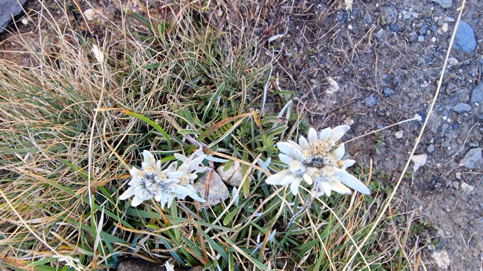Edelweiss – Leontopodium Alpinum