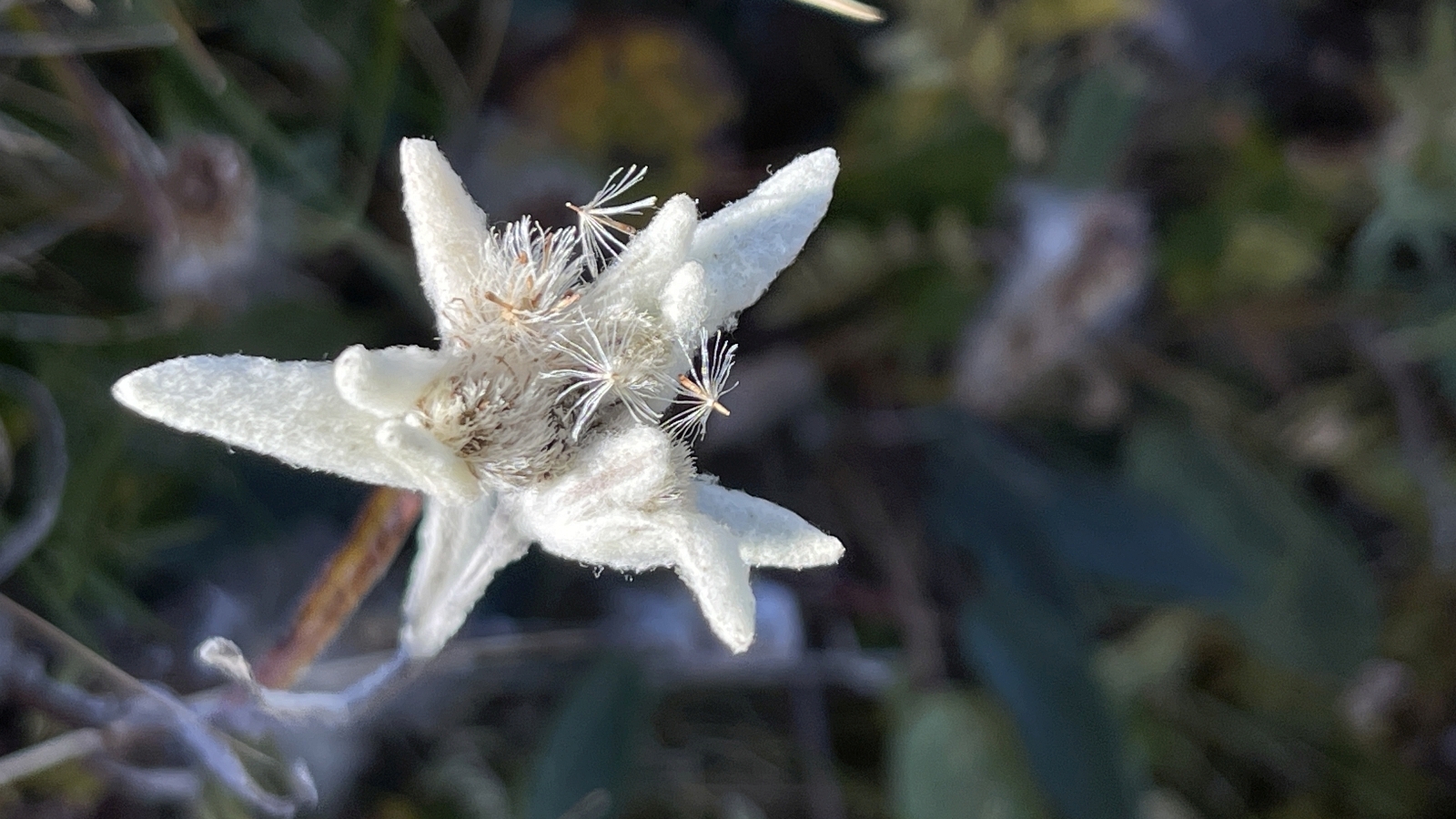 Edelweiss – Leontopodium Alpinum